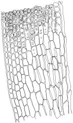 Bryoerythrophyllum dubium, lower laminal cells at transition to mid lamina, margin on left. Drawn from G.O.K. Sainsbury 16291, WELT M016159.
 Image: R.D. Seppelt © R.D.Seppelt All rights reserved